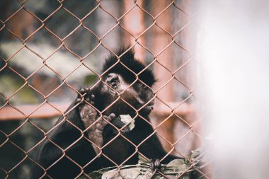 Kara İbikli Gibbon veya Nomascus concolor kaçak avcılardan kurtarıldı ve Ninh Binh, Vietnam 'daki Cuc Phoung Ulusal Parkı' nda rehabilite edildi.