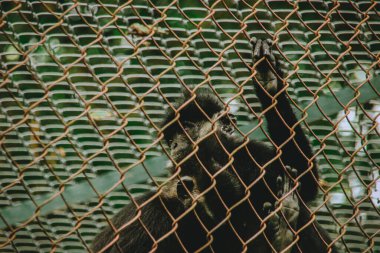 Kara İbikli Gibbon veya Nomascus concolor kaçak avcılardan kurtarıldı ve Ninh Binh, Vietnam 'daki Cuc Phoung Ulusal Parkı' nda rehabilite edildi.