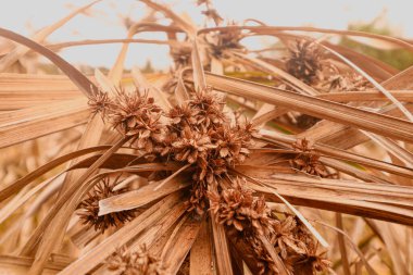 Cyperus alternifolius ya da şemsiyeli papirüs yaz sıcağı ve kuraklıkta kurur. 