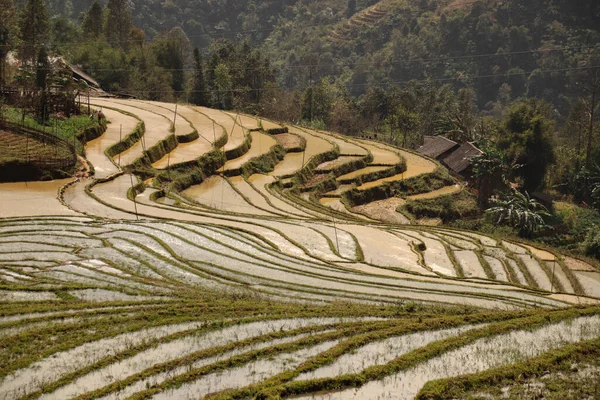 Bella Vista Panoramica Della Tradizionale Risaia Schiera Vietnam — Foto Stock