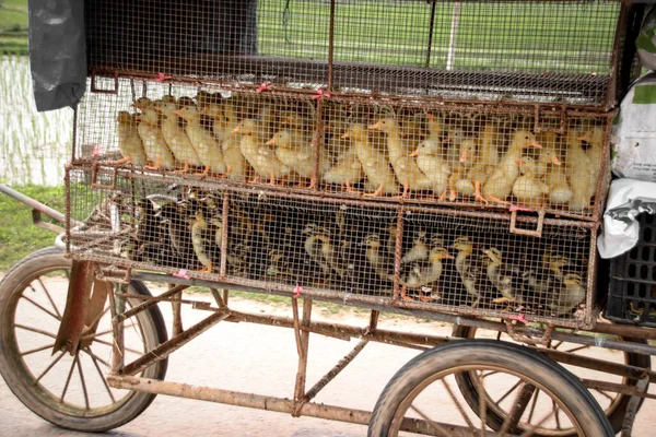 Patos Una Jaula Móvil Para Ser Transportados Una Granja Huevos —  Fotos de Stock