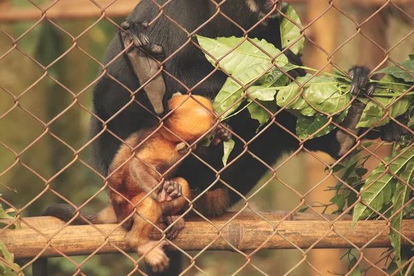 Eine Vom Aussterben Bedrohte Black Crested Gibbon Oder Nomascus Concolor — Stockfoto