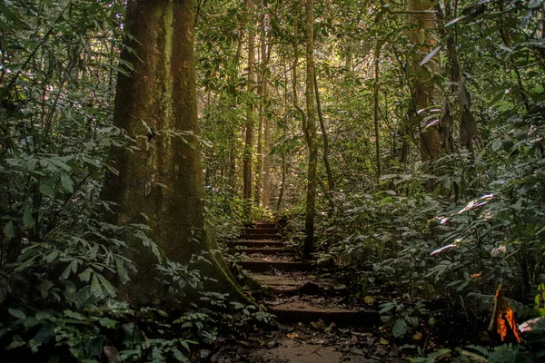 Saftig Dichter Wald Cuc Phoung Nationalpark Ninh Binh Vietnam — Stockfoto