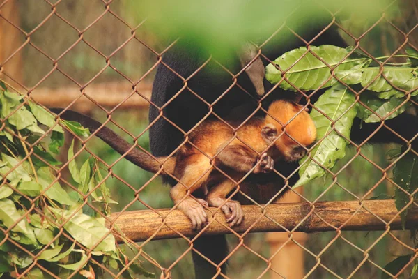 Eine Vom Aussterben Bedrohte Black Crested Gibbon Oder Nomascus Concolor — Stockfoto