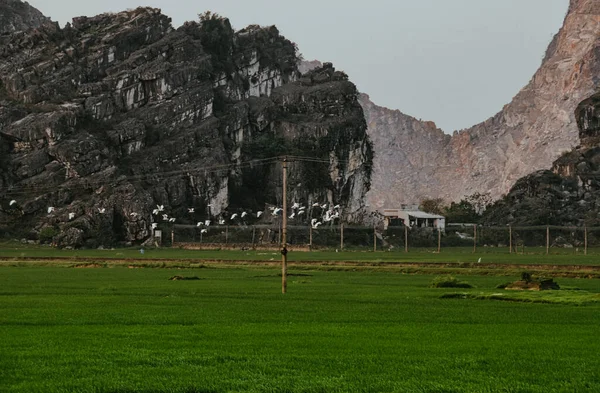 Cenário Cinematográfico Arroz Verde Paddy Entre Montanhas Carste Ninh Binh — Fotografia de Stock