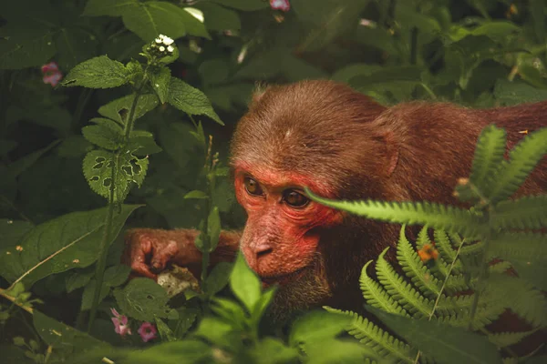 Rotgesicht Rhesusaffe Auf Nahrungssuche Inmitten Des Dicken Dschungels Von Borneo — Stockfoto