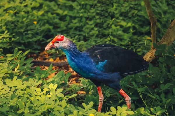 Swamphen Dos Noir Repéré Dans Les Zones Humides Centre Vietnam — Photo