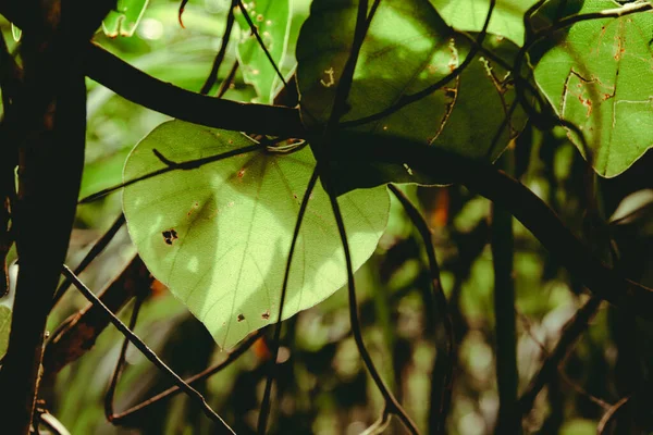 Close Sunlight Shinning Green Leaf — Stock Photo, Image
