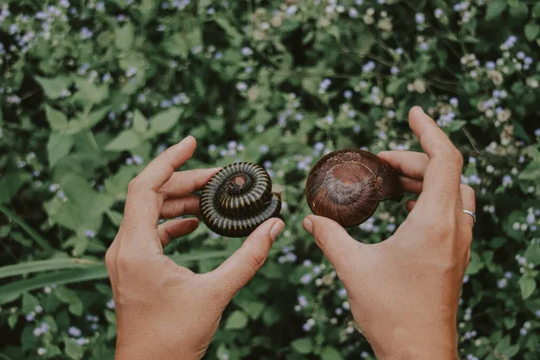 Hands Holding Millipede Snail Showing Concept Harmony Nature Earth — Stock Photo, Image