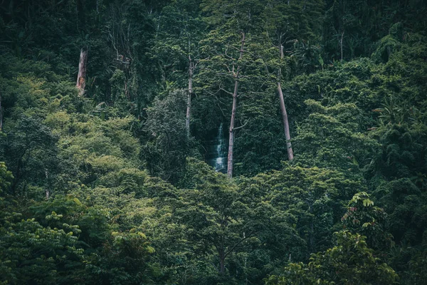 Waterfall Hidden Deep Lush Rainforest — Stock Photo, Image