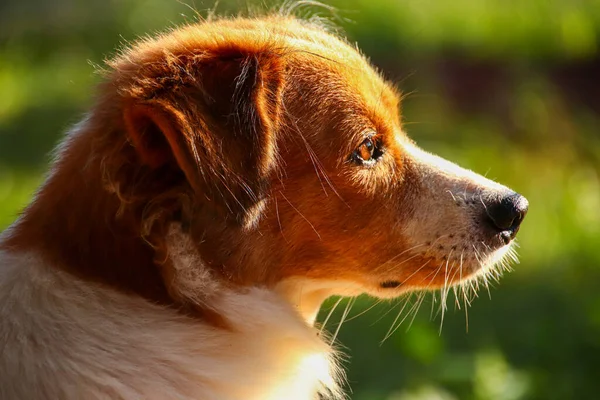 Şirin bir kıta oyuncağı spanyel köpeğinin portresi. Baharın güneşli bir gününde melez bir köpek.