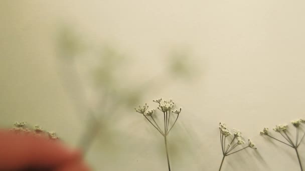 Het Regelen Van Delicate Witte Bloemen Een Rij Een Minimalistische — Stockvideo