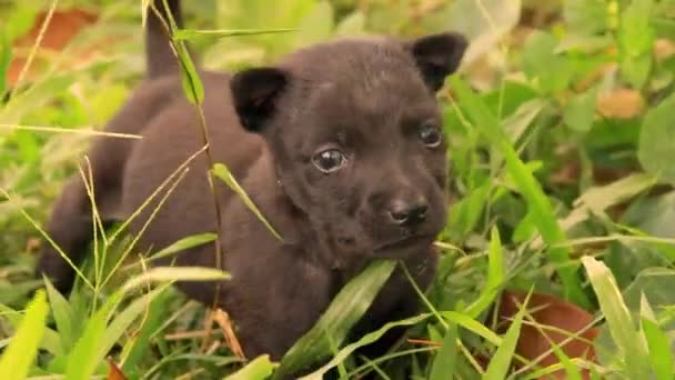 Een Kleine Zwarte Puppy Wandelend Tussen Het Groene Gras Een — Stockvideo