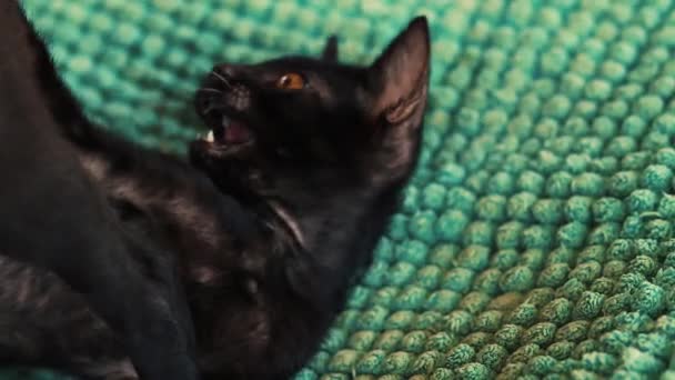 Słodkie Czarny Kotek Zabawny Nastrój — Wideo stockowe