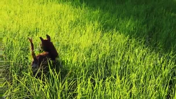 Dog Walking Rice Paddy Morning Light Shows Life Rural Countryside — Stock Video