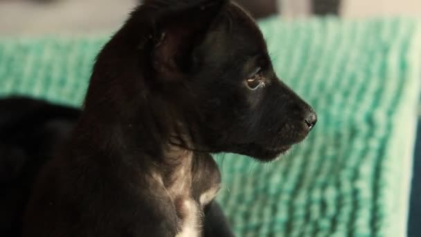 Newly Rescued Stray Black Puppy Looking Scraggly — Video Stock
