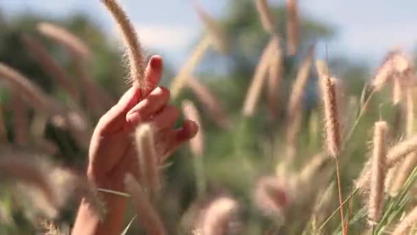 Kézzel Óvatosan Játszik Rókafű Füvek Vagy Setaria Ingadozik Nyári Szellő — Stock videók