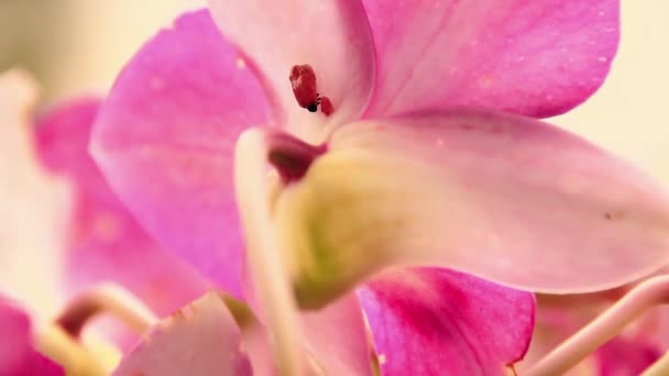 Larvas Escarabajo Escondidas Entre Las Flores Orquídea Dendrobium — Vídeos de Stock