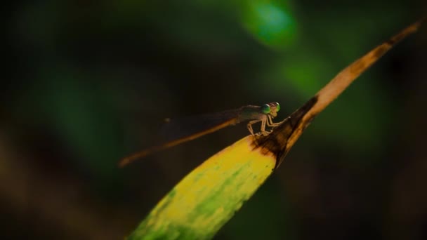 Lestes Sponsa Damisela Esmeralda Posada Sobre Una Hoja — Vídeo de stock