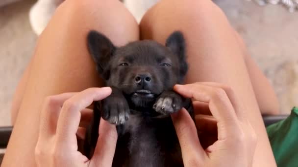 Membuat Pose Lucu Dengan Anak Anjing Hitam Mengantuk — Stok Video