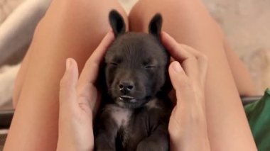 Uykulu siyah bir köpek yavrusuyla oynayıp Paskalya tavşanı gibi göstermek.