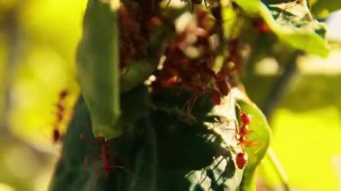 Kırmızı yapraklı karıncalar veya Centromyrmex feae yapraklı yuvalarının etrafında toplanır bereketli yaz yapraklarının arasında
