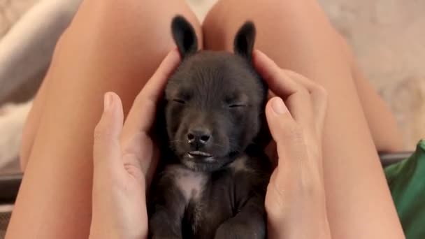 和一只昏昏欲睡的黑狗玩耍 使它看起来像一只复活节兔子 — 图库视频影像