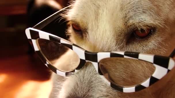 Großaufnahme Eines Hundes Mit Ausgefallener Katzenbrille Der Das Konzept Des — Stockvideo