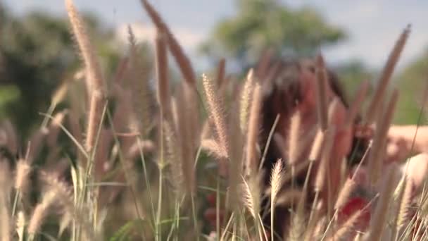 一个女人在草地上享受着阳光普照的日子 把注意力集中在最前面的高高的草地上 — 图库视频影像