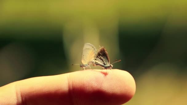 Par Mariposas Catochrysops Estrabo Apareándose Posadas Dedo Hombre — Vídeos de Stock