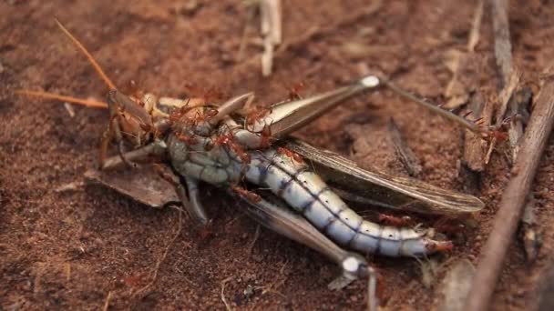 Saltamontes Muertos Siendo Comidos Por Hormigas Rojas Mostrando Salvajismo Naturaleza — Vídeos de Stock