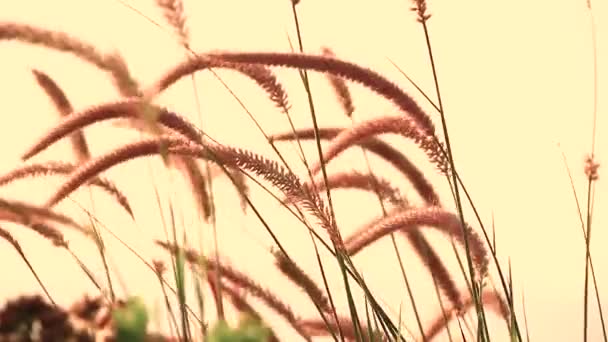 Foxtail Vagy Setaria Faberi Lengett Szellőben Egy Nyári Délután — Stock videók