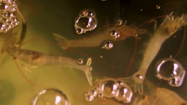 Вид Сверху Живой Litopenaeus Setiferus Белых Креветок Воздушном Аквариуме Рынке — стоковое видео