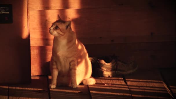可愛いです太りすぎジンジャー猫見て退屈とともに彼女の人生 — ストック動画