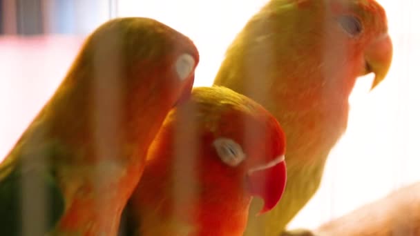 Kleurrijke Sun Conure Sun Parakeets Ofaratinga Solstitialis Een Kooi Verkocht — Stockvideo