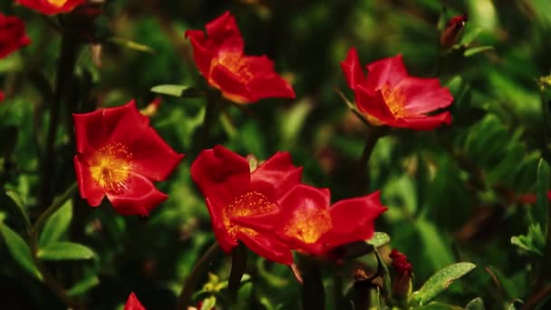 美丽的红玫瑰在花园里的微风中摇曳着 — 图库视频影像