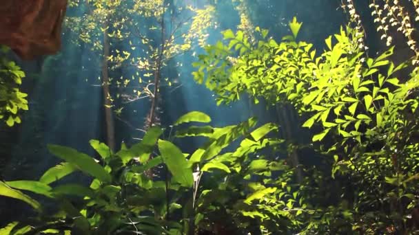 Tilt Aufnahme Zeigt Das Sonnenlicht Das Durch Die Üppige Vegetation — Stockvideo