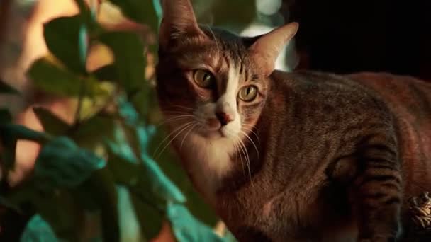 Roztomilá Zvědavá Kočka Slézající Kmene Stromu — Stock video