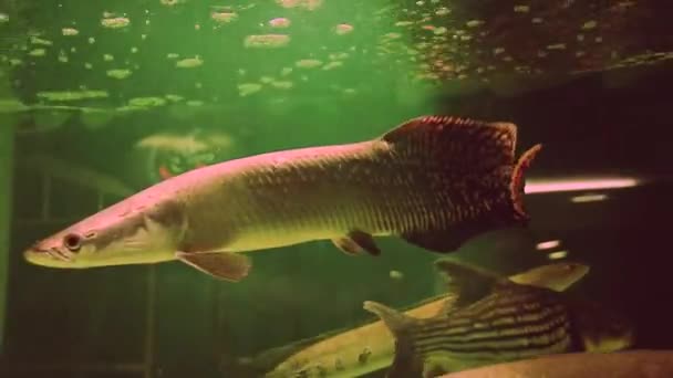 Arapaima Gigas Xingu River Ray Rejnok Bílými Skvrnami Nebo Rejnok — Stock video