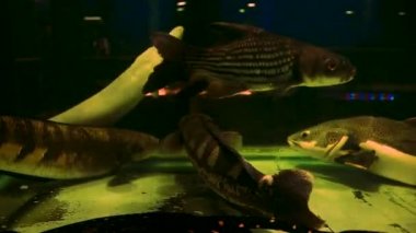 Platin Arapaima, Pamuk Prenses Arapaima, Dev Yılan Kafa, Amazon Nehri 'nden Kırmızı Kuyruklu Kedi Balığı bir akvaryumda tutuluyor ve egzotik ve pahalı evcil hayvanlar olarak satılıyor.