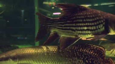 Kırmızı kuyruklu yayın balığı, Amazon yılan balığı, Arapaima ve Şizodon Nasutus Amazon nehrinden egzotik evcil hayvan olarak satılan bir akvaryumda. 