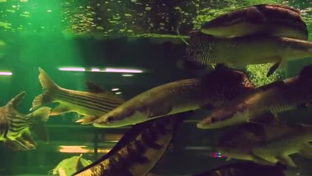 Assorted Exotic Freshwater Fish Giant Snakedhead Arapaima Redtail Catfish Amazon — Stock Video