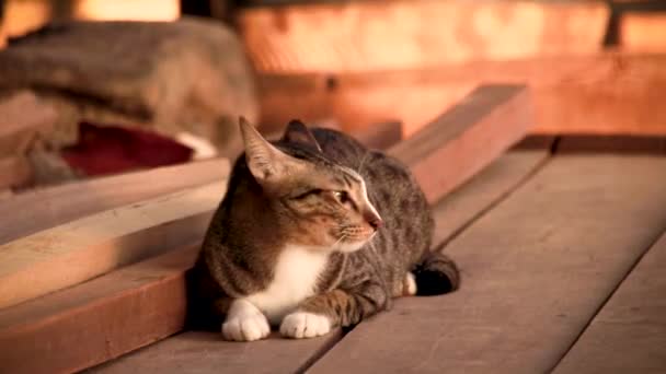 Mignon Tabby Chat Anxieusement Regarder Autour Son Compagnon Jeu — Video