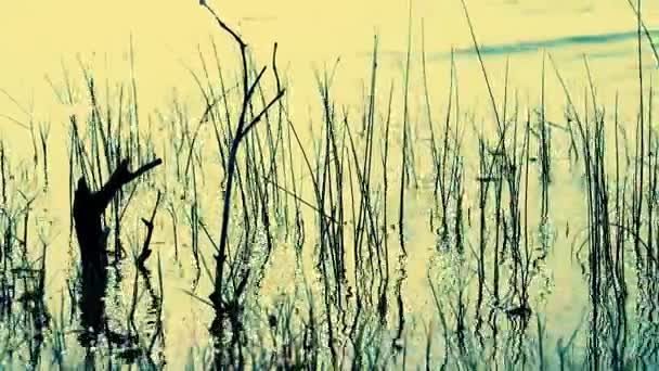 Filmkulisse Aus Silhouetten Und Reflexion Von Gräsern Auf Einem Teich — Stockvideo