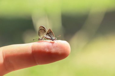 Çiftleşen ve bir adamın parmağına tüneyen bir çift kelebeğin yakınına.