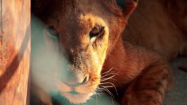 Närbild Ett Ungt Asiatiskt Lejon Fångenskap — Stockvideo