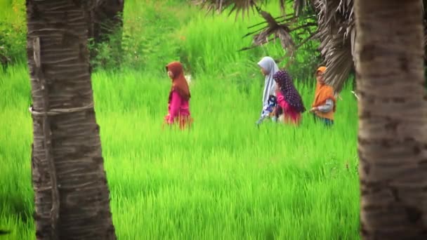 編集部 カンボジアの水田の中を歩くイスラム教徒の子供やチャムはスローモーションで撮影しました — ストック動画