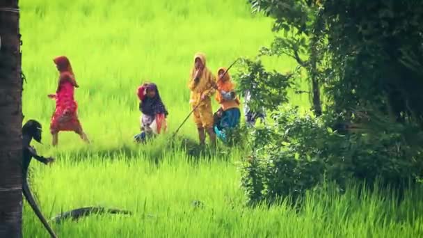 Redaktionell Glada Muslimska Barn Eller Cham Promenader Bland Ris Paddy — Stockvideo