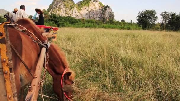 編集のみ使用します カンポン トラック カンボジアの田舎で馬が放牧されている間 農民は休んでいます — ストック動画