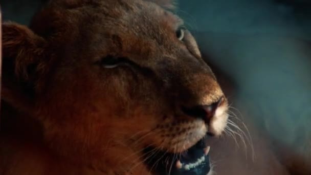 Close Van Een Panthera Leo Leo Aziatische Leeuwenwelp Verzorging — Stockvideo